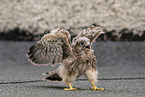 young kestrel