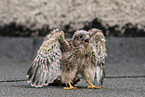 young kestrel