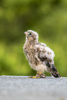 kestrel