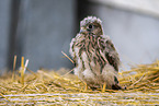 kestrel