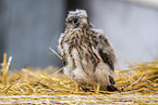 kestrel
