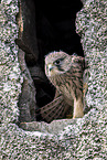 kestrel