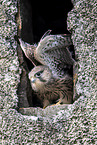 kestrel