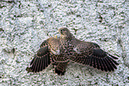 kestrel