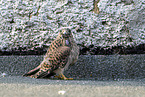 kestrel