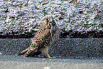 kestrel