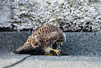 kestrel