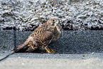 kestrel