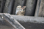kestrel