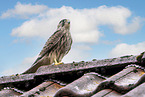 kestrel