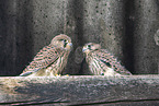 kestrels