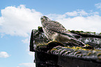 kestrel