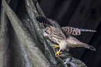 kestrel