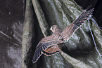 kestrel