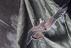 kestrel