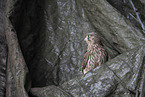 kestrel