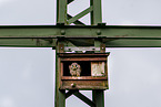 kestrel