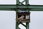 kestrel