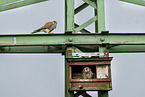 kestrel