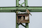 kestrel