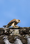 kestrel
