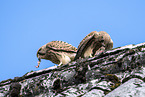 kestrel