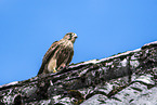 kestrel