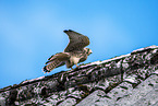 kestrel