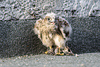 kestrel