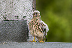 kestrel