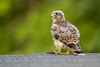 kestrel