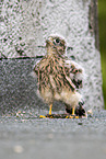 kestrel
