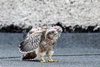 kestrel