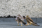 kestrels