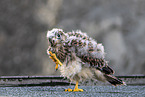 kestrel