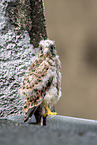 kestrel