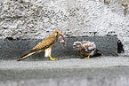 kestrels
