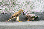 kestrels