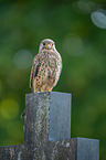 kestrel