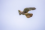 kestrel