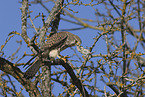 kestrel with mouse
