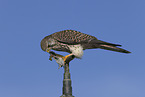kestrel with mouse