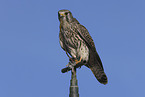 kestrel with mouse