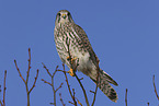 kestrel