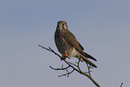 kestrel