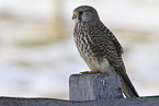 kestrel