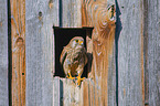 kestrel