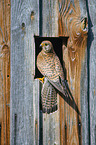 kestrel
