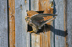 kestrel