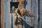 kestrels